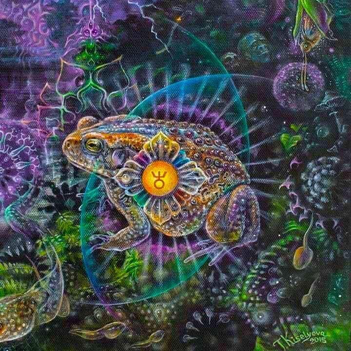 Буфо альвариус церемония - bufo alvarius sapo 5-meo-dmt