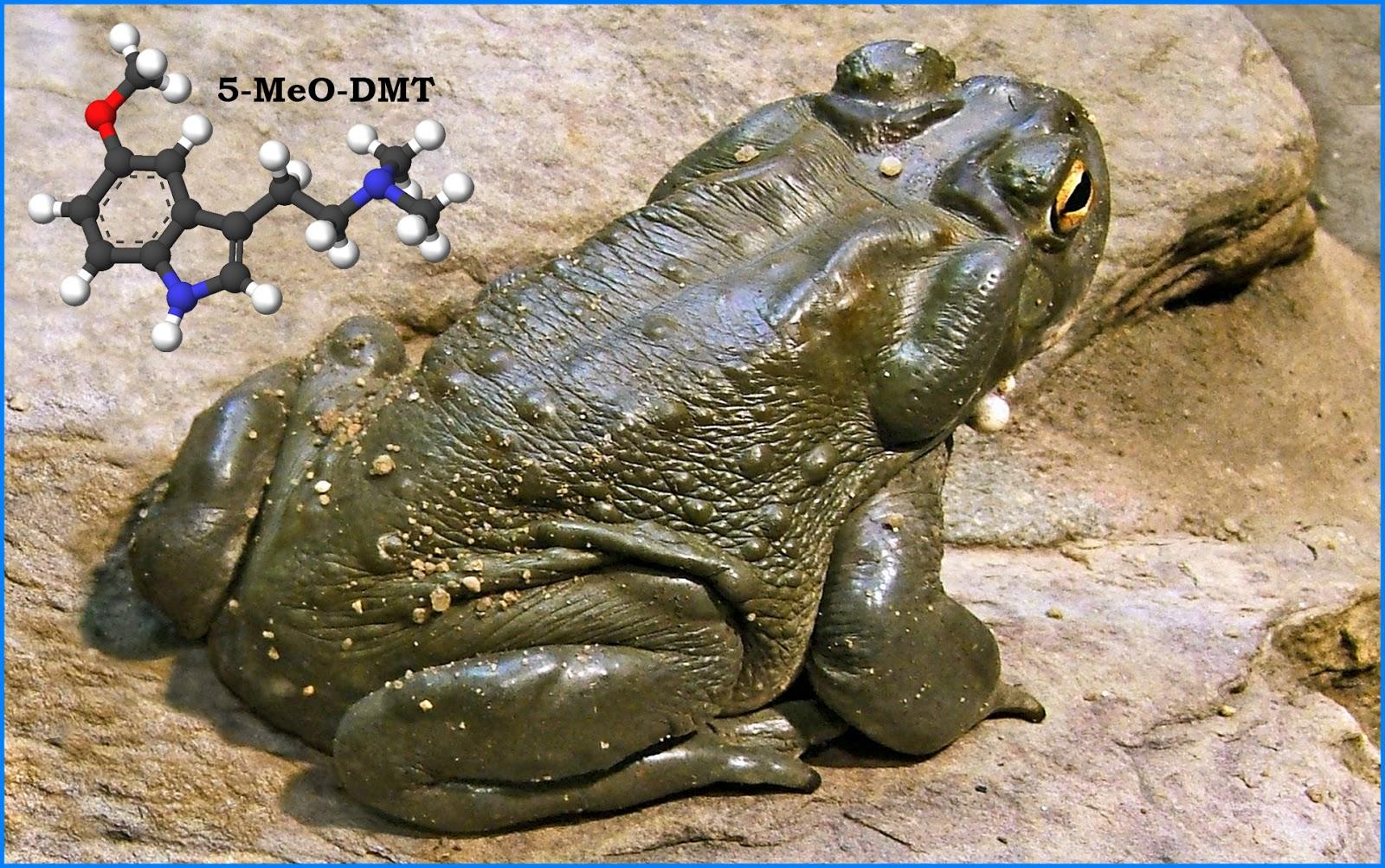 Буфо альвариус церемония Bufo Alvarius Sapo 5 Meo Dmt